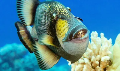 Хищные рыбы красного моря - 74 фото