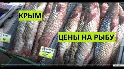 Барабулька - ценная морская рыбка, визитная карточка Керченского пролива.  Как выглядит и как приготовить | Птичка без клетки | Дзен