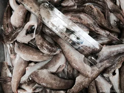 Украина из-за аннексии Крыма в 2,5 раза сократила вылов рыбы и  морепродуктов: читать на Golos.ua