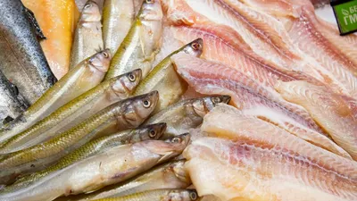 Азбука Моря - 🧐Поговаривают, барабулька - самая дорогая рыбка в Крыму..  Стайная черноморская рыбка, она же султанка, разновидность окуня, вроде  мелочь пузатая, а цена на нее взрослая! 🐟Есть же не дорогая  азово-черноморская