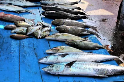 Россельхознадзор не пропустил в Крым две партии замороженной рыбы |  Общество | Крым9: Последние новости Крыма