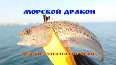 Открой отдых в Крыму с новой стороны. Рыбалка в Судаке