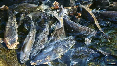 Путассу с/м 21+ - Крым-Рыба купить оптом со склада в Крыму - оптовые цены