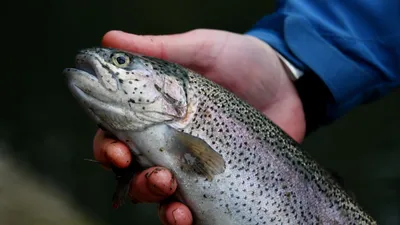 Запрет на лов рыбы в водоёмах Крыма и Севастополя действует с 1 апреля