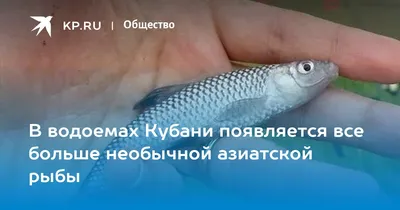 В водоемах Кубани появляется все больше необычной азиатской рыбы - KP.RU