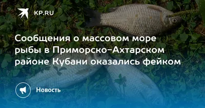 Солим красную рыбу к Новому году: три простых и быстрых рецепта - 9  декабря, 2023 Статьи «Кубань 24»