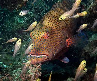 Подводный мир рыбы марлин выныривает…» — создано в Шедевруме