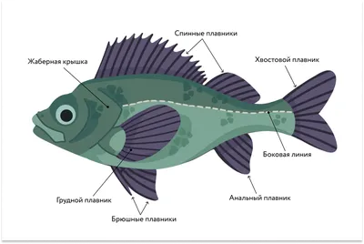 Рыбы Морские Существа Подводный - Бесплатное фото на Pixabay - Pixabay