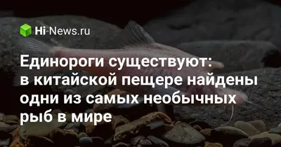 Самая тяжелая костная рыба в мире - моряки выловили огромную рыбу-луну