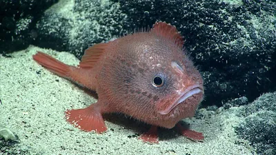 Топ-5 самых глубоководных рыб в мире: внешний вид и образ жизни | Удивись!  | Дзен
