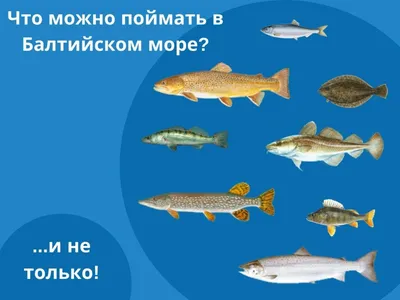 Какие рыбы водятся в Черном море у берегов Анапы?