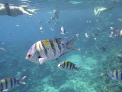 Запасы рыбы в Каспийском море сократились в сотни раз