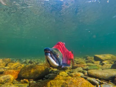 Самая опасная😱😱😱 и ядовитая рыба🐟🐡 в чёрном море, будьте очень  осторожны ❗❗❗#Опасность #черное море #ядовитвые | Trevel✈️🇷🇺🇹🇷🌴🌴🌊 |  Дзен