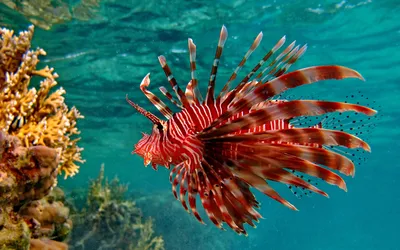 Картинки рыбы морей и названия (70 фото) » Картинки и статусы про  окружающий мир вокруг