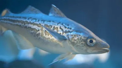 Тысячи рыб погибли из-за термического шока в российской бухте — Секрет фирмы