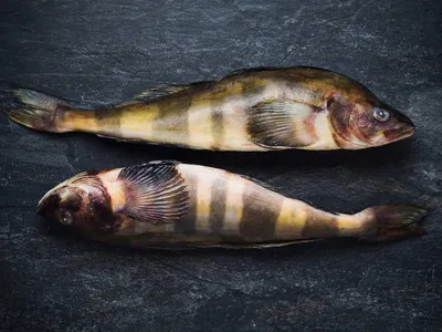 Фотография Ставной невод. Промысел красной рыбы в заливе Николая Охотского  моря | Фотобанк ГеоФото/GeoPhoto | GetImages Group