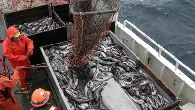 Огромное количество горбуши нашли в Охотском море — Новости Хабаровска