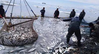 Рыбаки Приморья освоили минтаевые квоты в Охотском море на 84% - новости  fishretail.ru