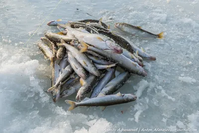 Учёные Сахалина посчитали рыбу в Южно-Курильском районе, Охотском море и  Тихом океане - Политические и экономические новости Сахалинской области -  astv.ru