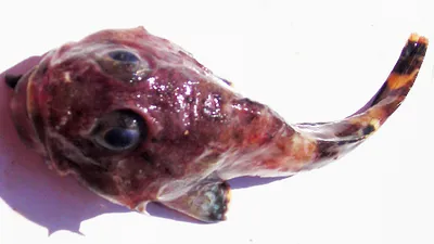 Вот такие вот рыбки водятся в Охотском и Японском море, у берегов Сахалина  | Пикабу