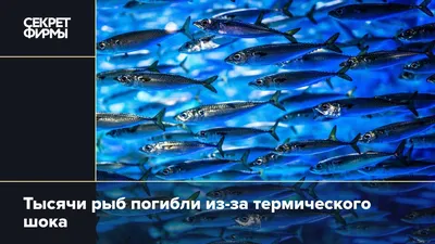 Мальма (Salvelinus malma) | РУССКИЙ ЛОСОСЬ РУССКИЙ ЛОСОСЬ