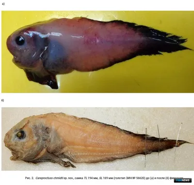 Замороженная рыба ВОЛНА Минтай без головы глазированный - «Бюджетная рыба  из Охотского моря, не плохого качества и отличного вкуса.» | отзывы