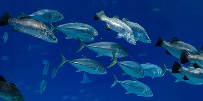 Синий тунец в северных частях Пацифики и Атлантики (информационный обзор) |  Бесплатные | СЫРЬЕВАЯ БАЗА — FishNet.ru