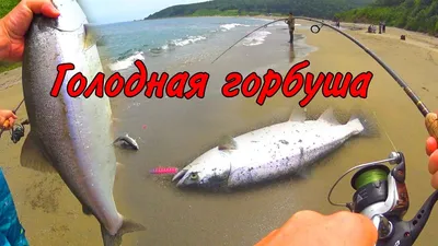 Горбуша (Oncorhynchus gorbuscha) | РУССКИЙ ЛОСОСЬ РУССКИЙ ЛОСОСЬ