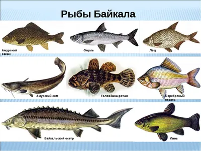 Лучшая рыбалка на Байкале летом | Цена на рыболовные туры по озеру Байкал,  омуль, хариус, щука - Туристская фирма \"Байкал-тур\"