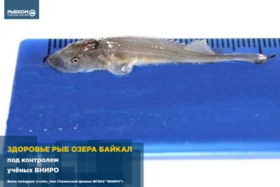 Какая рыба водится в Байкале | Природа и путешествия | Дзен