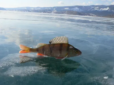 Фотография Желтокрылка - самец (Cottocomephorus grewingki). Озеро Байкал,  Сибирь | Фотобанк ГеоФото/GeoPhoto | GetImages Group