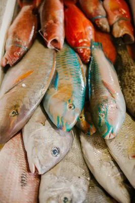 Рыбы персидского залива фото фотографии