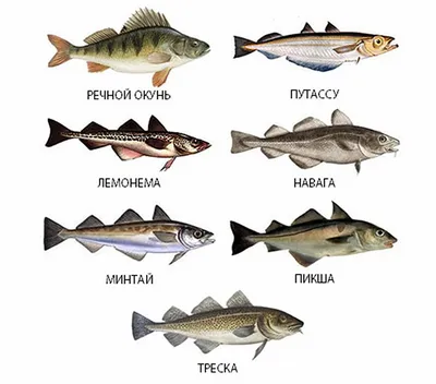 Какая рыба относится к нежирным сортам - Оптовая продажа рыбы по Московской  области и Истринскому району - компания «РЫБНОЕ ИЗОБИЛИЕ»