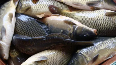 Житель Подмосковья выловил рыбу-гиганта весом 30 килограмм | 08.07.2023  14:31:54 Изнанка.news