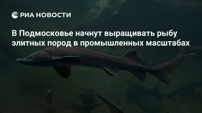 Рыбалка в Подмосковье на БО ПРИЧАЛ