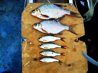 Более тонны краснокнижной рыбы изъяли полицейские из подпольного цеха в  Подмосковье