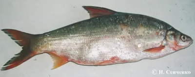 Редкие рыбы озера Ханка