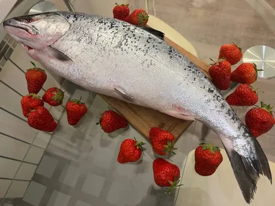 Солим, жарим, запекаем: сезон ценнейшей красной рыбы симы идёт в Приморье -  PrimaMedia.ru