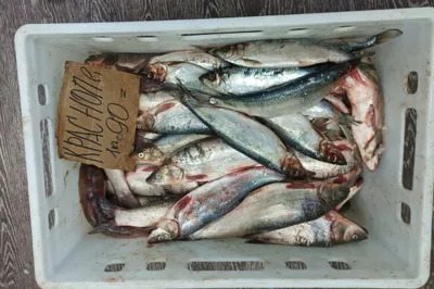 Приморье бьёт рекорды по экспорту рыбы | ОБЩЕСТВО | АиФ Владивосток