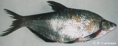 Рыбы приморского края фото фотографии