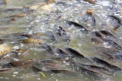 Приморье и Сахалин отправили почти миллион тонн рыбы на экспорт — РБК