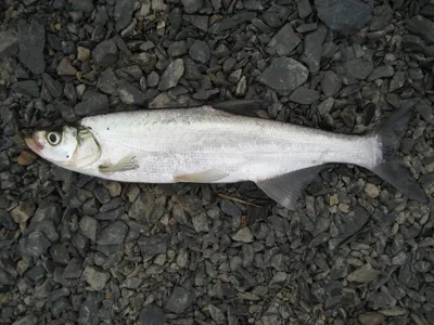 Рыбы реки амур фото фотографии