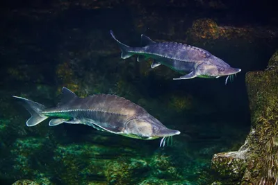 Необыкновенный гольян и другие рыбы Амура вошли в экспозицию Приморского  океанариума (ФОТО) — Новости Хабаровска