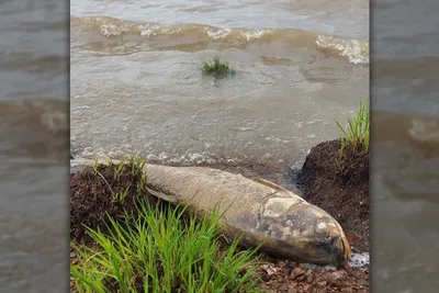 Рыба пресной воды калужа Хусо даурикус в аквариуме Стоковое Фото -  изображение насчитывающей подводно, элегантность: 165389464