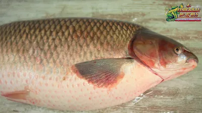 Белый Амур 10-13 см - незаменимая рыба для Вашего водоёма, чистит пруд от  твердой растительности — Интернет-магазин — АкваЛайн