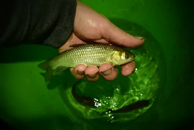 Белый амур на 17 кг, рыбы реки Амур, #Shorts - YouTube