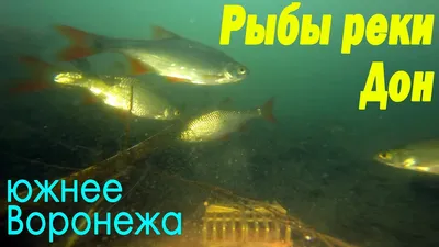Рыбы реки Дон южнее Воронежа - YouTube