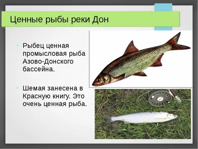 Виды Рыб В Реке Дон С Фото – Telegraph
