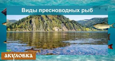 Рыбалка на Дону в Липецкой области: места и способы для ловли рыбы