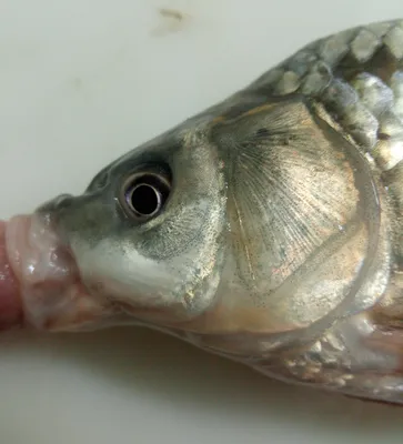 В Таганрогском заливе сорная рыба вытеснила ценные породы - Российская  газета